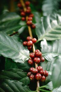 How Big Do Kona Coffee Plants Get