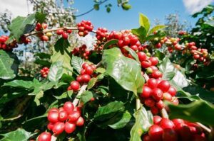 Can You Grow Coffee In Ohio