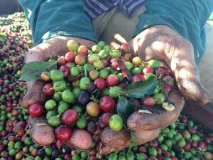 Coffee Production In The US