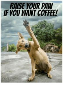 And When Your Dog Wants Coffee