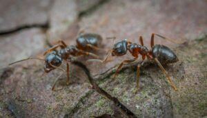 Do Coffee Grounds Kill Ants