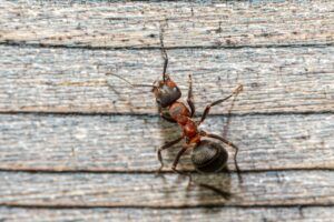 How Do Coffee Grounds Deter Ants