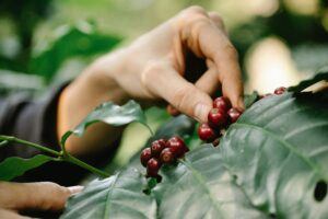 Can Coffee Be Grown Anywhere