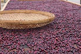 Coffee Cherry Processing Dry Processing