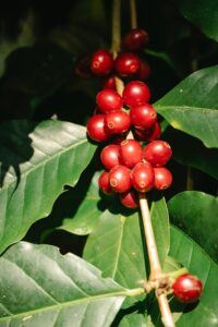 What Is An Ethiopian Yiragacheffe Coffee