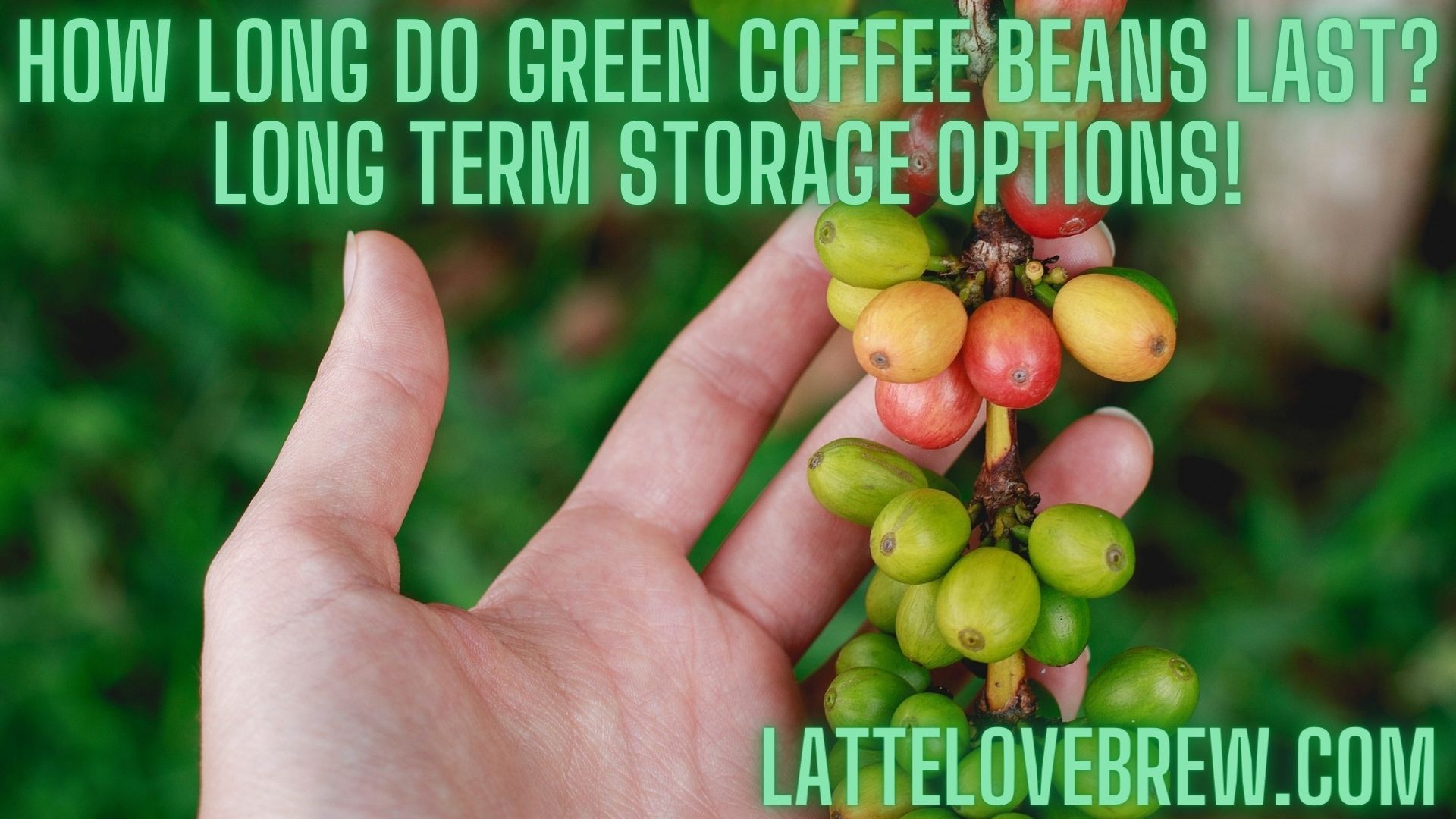 How Long Do Green Coffee Beans Last? Long Term Storage Options! Latte
