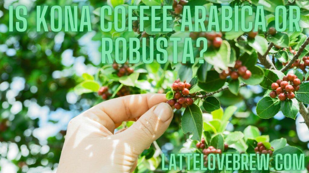 Is Kona Coffee Arabica Or Robusta