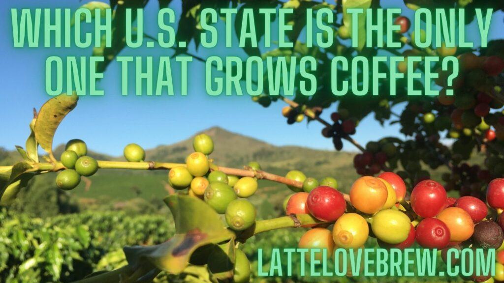 Which U.S. State Is The Only One That Grows Coffee