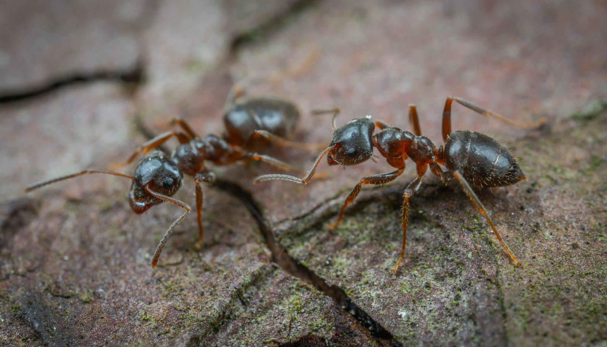 Do Coffee Grounds Kill Ants? Managing Your Infestation With Coffee
