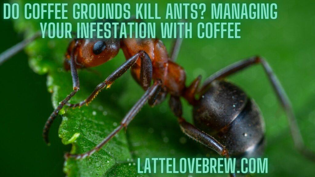 Do Coffee Grounds Kill Ants Managing Your Infestation With Coffee
