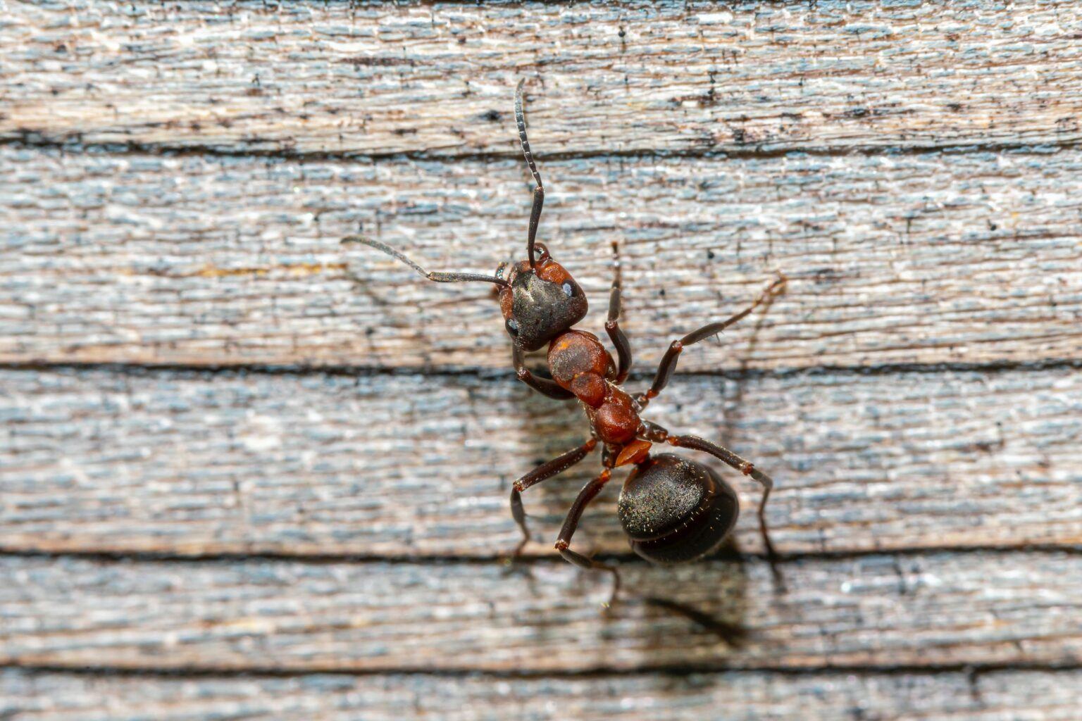 Do Coffee Grounds Kill Ants? Managing Your Infestation With Coffee