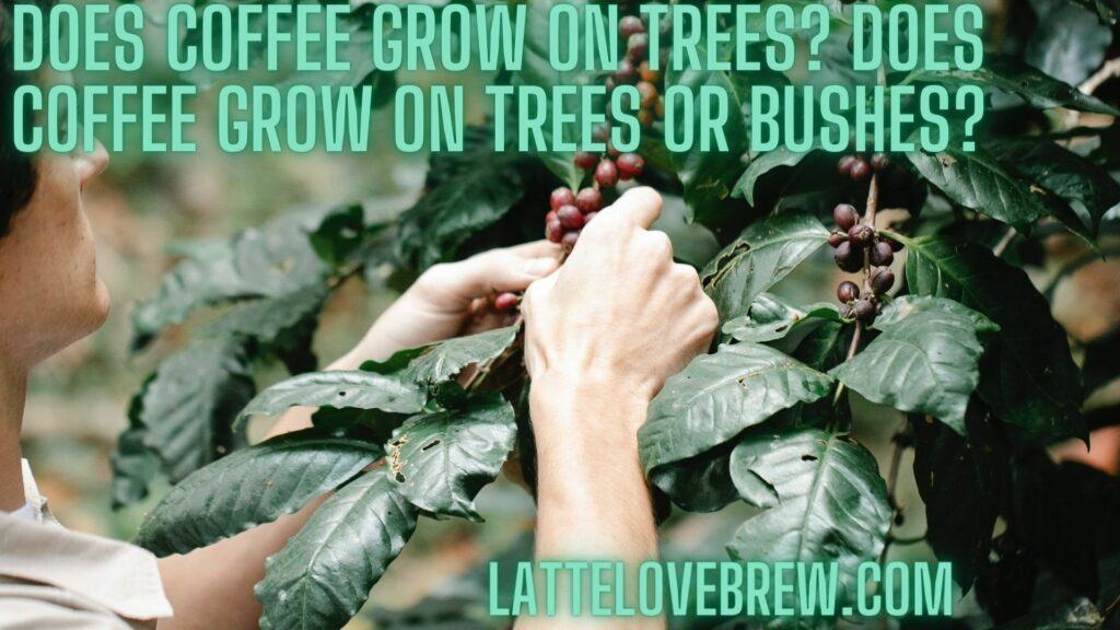 Does Coffee Grow On Trees Does Coffee Grow On Trees Or Bushes