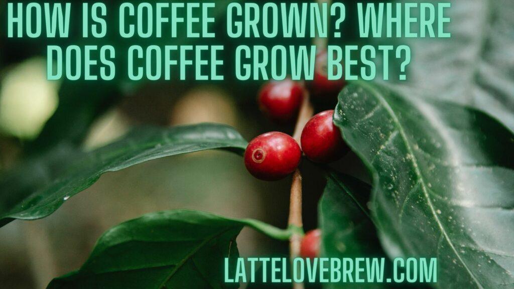 How Is Coffee Grown Where Does Coffee Grow Best