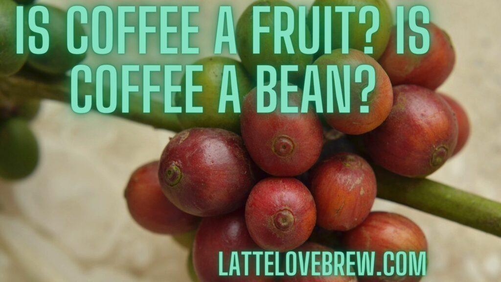 Is Coffee A Fruit Is Coffee A Bean