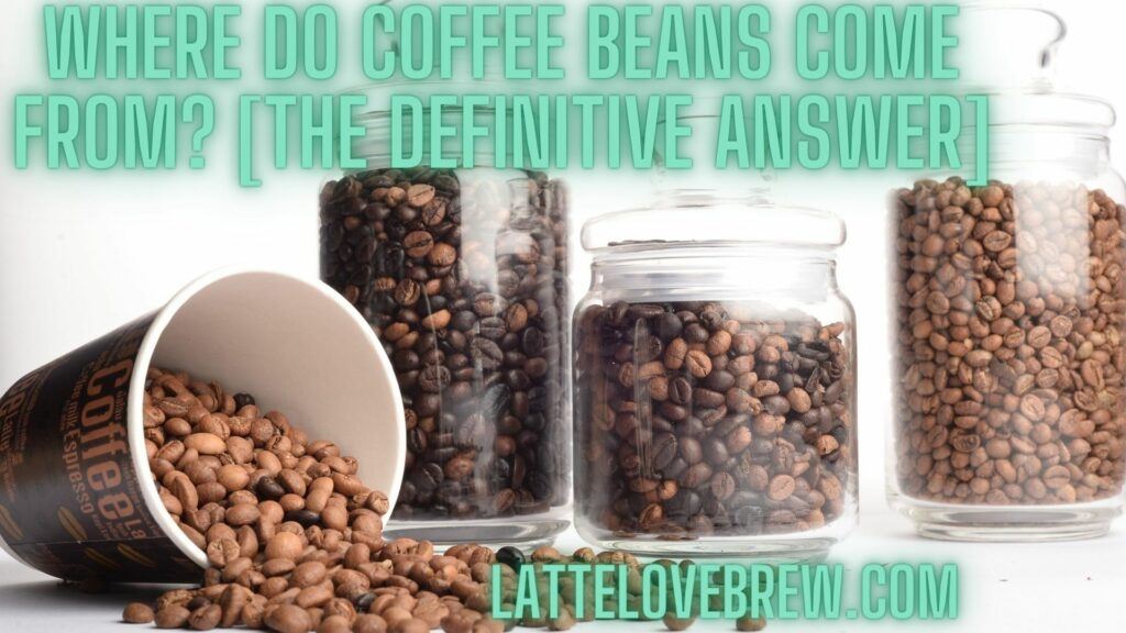 Where Do Coffee Beans Come From [The Definitive Answer]